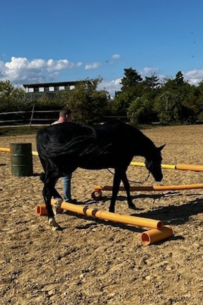 Pferdegestütztes Training