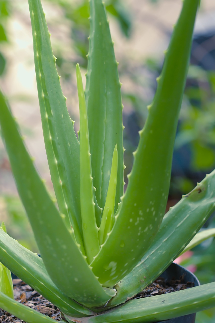 Die Aloe vera ist eine der wichtigsten Heilpflanzen.